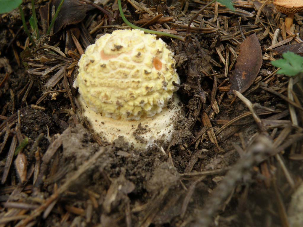 Amanita muscaria